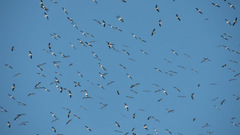 Ciconia ciconia
