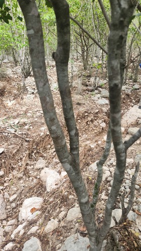 Amyris elemifera, photograph 6