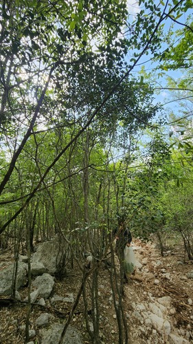 Amyris elemifera, photograph 5