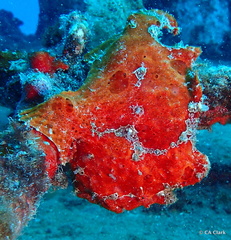 Antennarius commerson