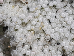 Verticordia polytricha