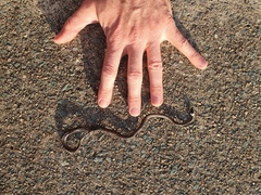 Cacophis harriettae