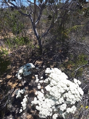 Verticordia polytricha