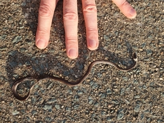 Cacophis harriettae