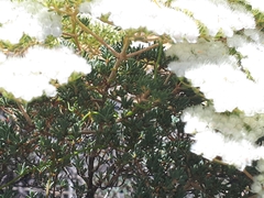 Verticordia polytricha