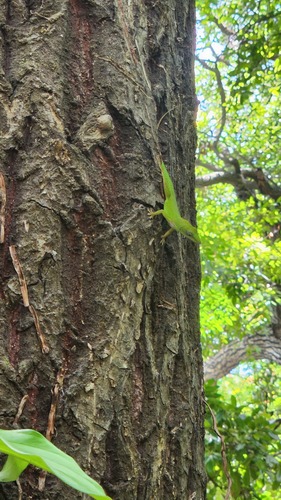 Hispaniolan green anole, Anolis peynadoi