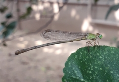 Ceriagrion coromandelianum