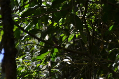 Myiotriccus ornatus