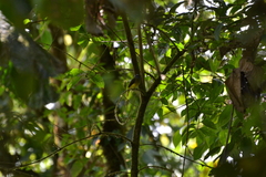 Myiotriccus ornatus