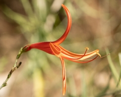 Anisacanthus linearis