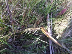 Thelymitra brevifolia