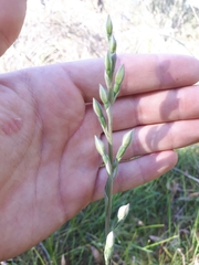 Thelymitra brevifolia