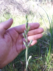 Thelymitra brevifolia