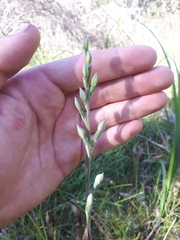 Thelymitra brevifolia