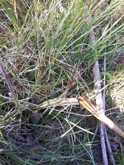 Thelymitra brevifolia