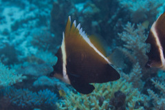 Heniochus varius