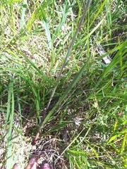 Thelymitra peniculata