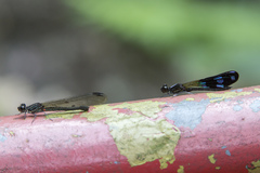 Aristocypha fenestrella