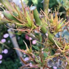 Rose rosette emaravirus