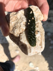 Holothuria atra