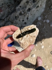 Holothuria atra