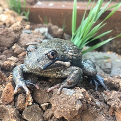 Limnodynastes dumerilii dumerilii
