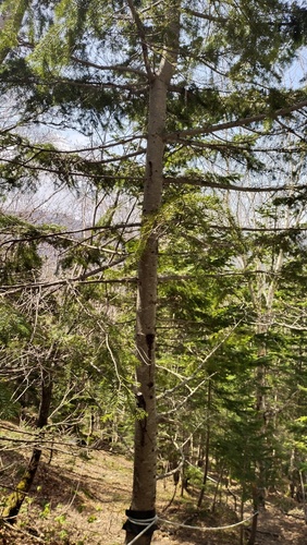 Abies sachalinensis, photograph 6
