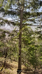 Abies sachalinensis, photograph (c) Andrew Bazdyrev, some rights reserved (CC BY)