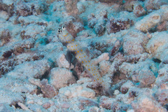 Amblyeleotris guttata