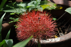 Scadoxus