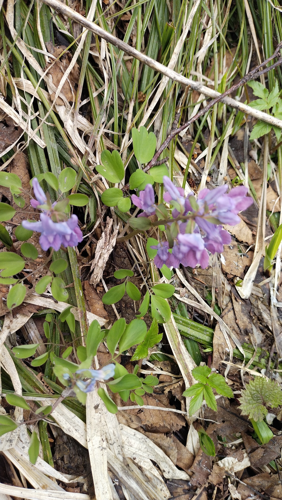 Small Corydalis (Corydalis ambigua)