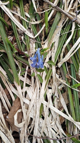 Corydalis ambigua (Corydalis ambigua)