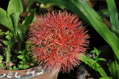 Scadoxus