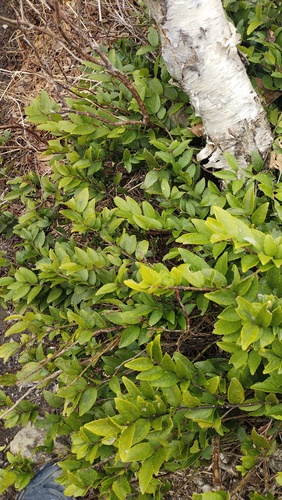 Ilex rugosa, photograph 3