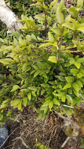 Ilex rugosa, photograph 4