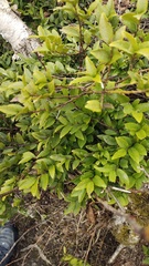 (c) Andrew Bazdyrev, some rights reserved (CC BY) Ilex rugosa, photograph (c) Andrew Bazdyrev, some rights reserved (CC BY)