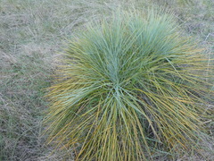 Aciphylla glaucescens