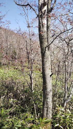 Prunus ssiori, photograph 2