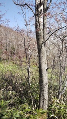 Prunus ssiori, photograph (c) Andrew Bazdyrev, some rights reserved (CC BY)