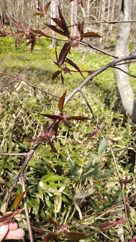 Japanese Bird Cherry (Prunus ssiori)