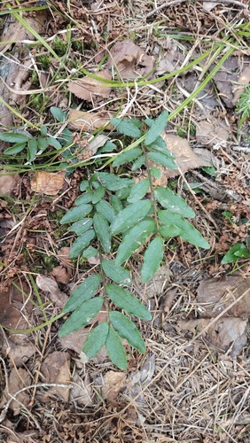 Tsuru Holly (Ilex rugosa)