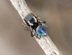 Maratus anomalus