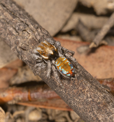Maratus calcitrans
