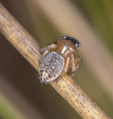 Maratus sceletus
