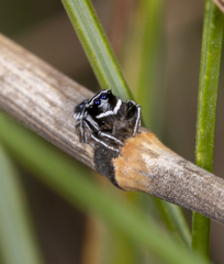 Maratus sceletus