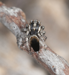 Maratus velutinus