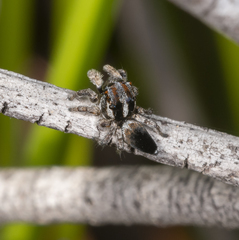 Maratus velutinus