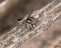 Maratus velutinus