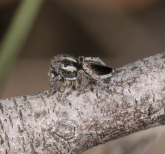 Maratus velutinus