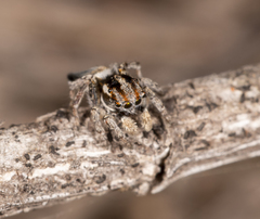 Maratus velutinus